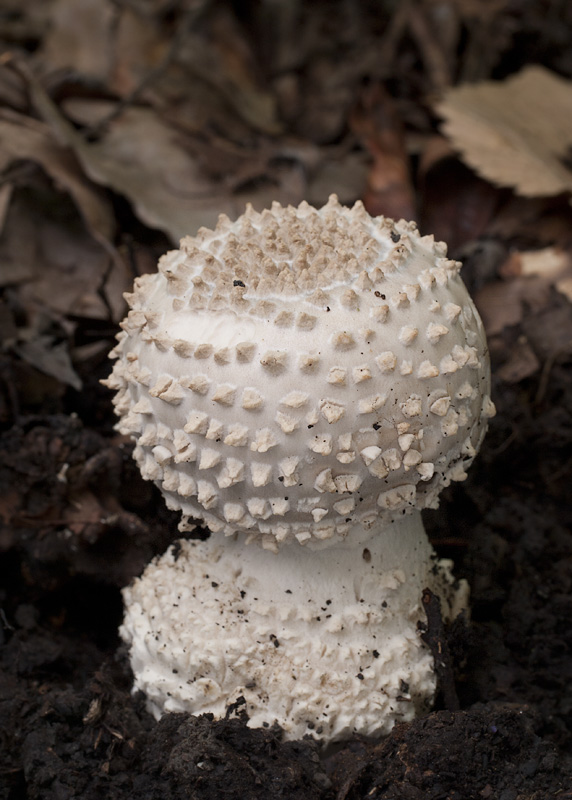 Amanita echinocephala